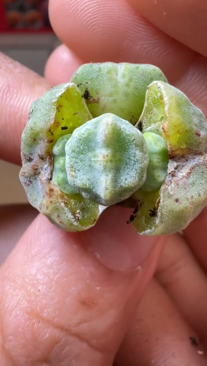 【闪购商品】1/24-88 