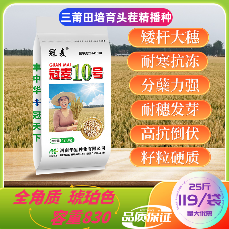 【冠麦10号】琥珀色籽粒好抗冻耐寒大穗分蘖强抗倒高产硬质小麦种子