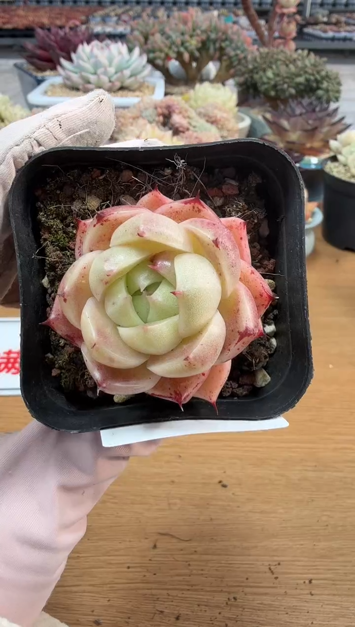 东云多肉园二店-260
