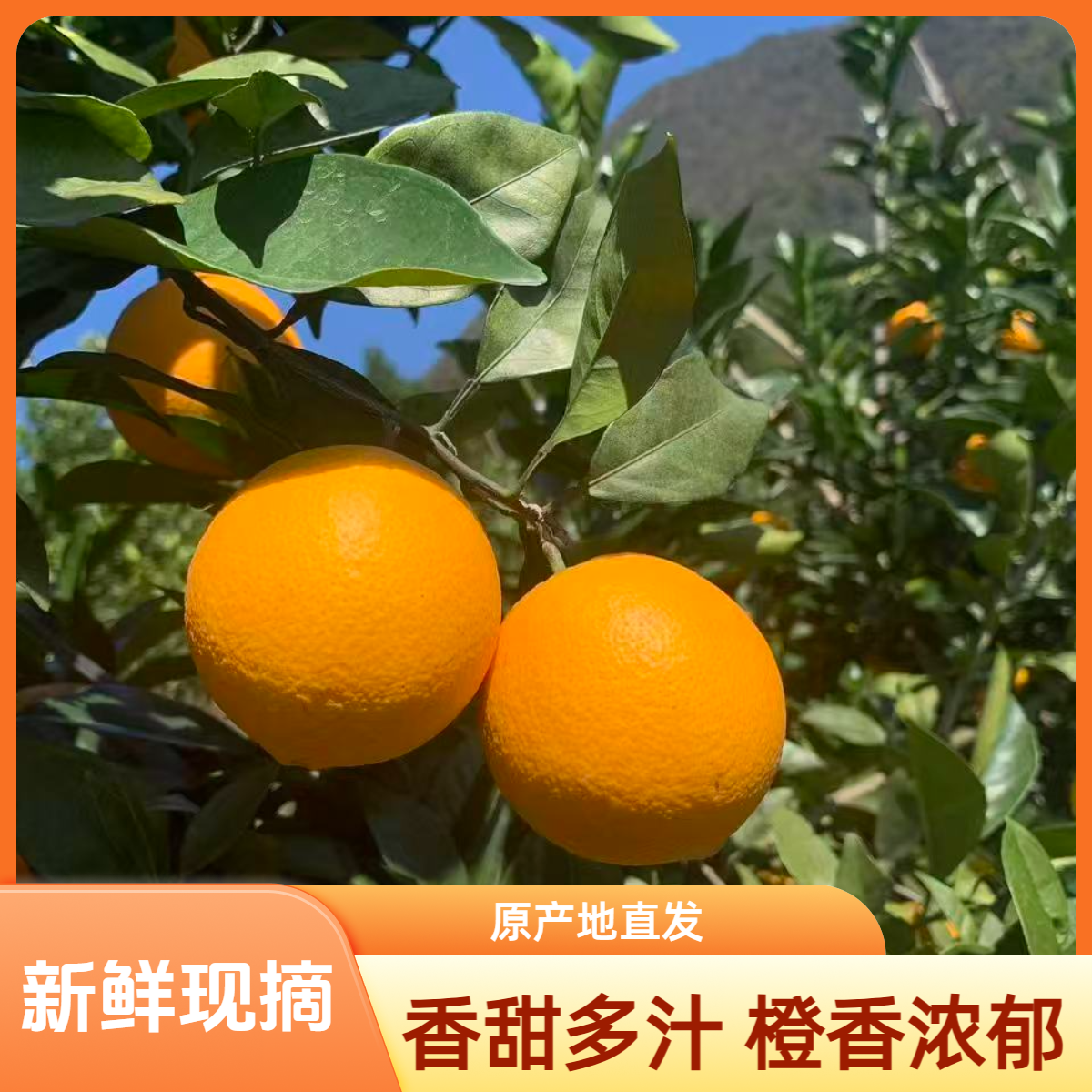 正宗江西赣南脐橙原产地直发新鲜当季水果香甜多汁手剥橙子整箱5斤/10斤L江西省