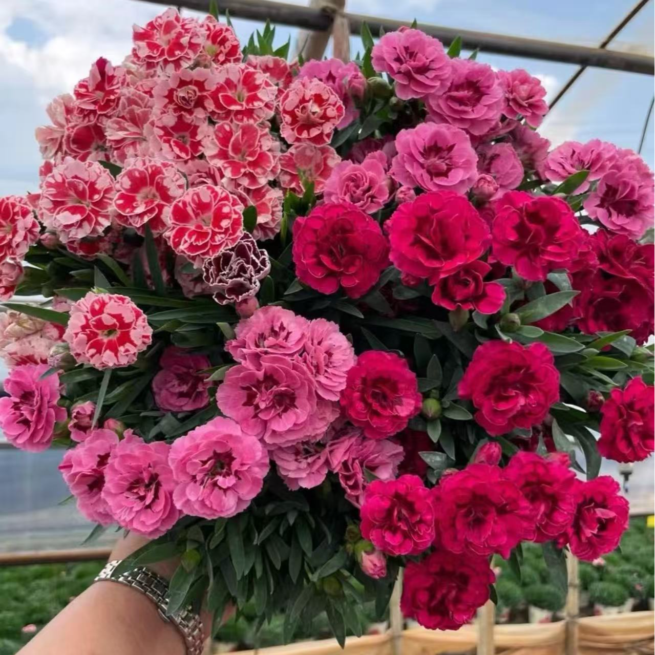 多年生欧洲石竹庭院地载盆栽阳台四季开花重瓣浓香型