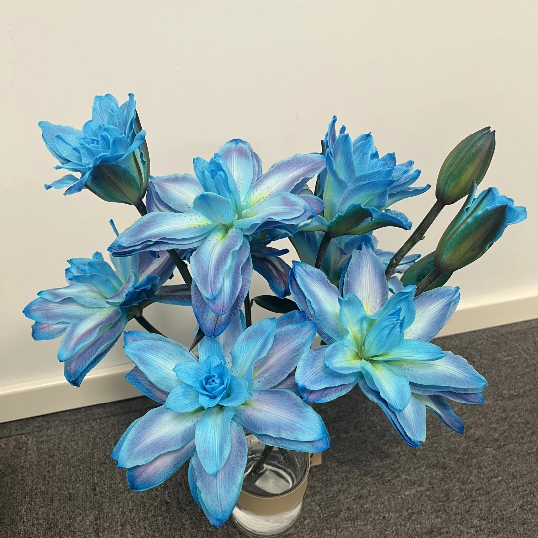 【有雲】重瓣百合-吸色-梦境-任意两单包邮   发货后不支持退款