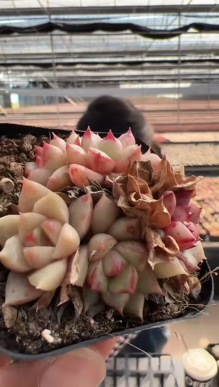 【闪购商品】新款多肉-130