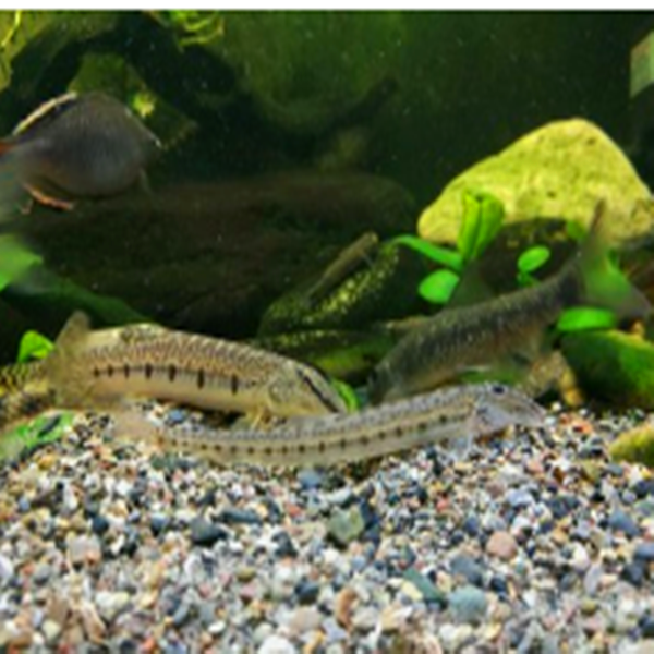 铭彩水族马面鳅鱼小刺眼鳅鱼底部清洁鱼（单品拍3只以上包邮）