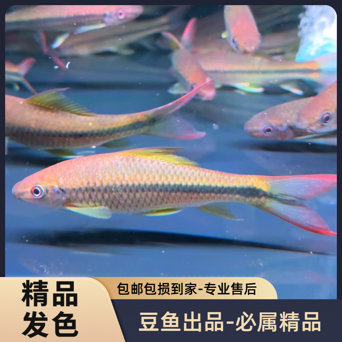 【纹唇鱼】小鱼苗蓝吉罗盈江结鱼配鱼保野包邮包损豆鱼豆观赏鱼爸