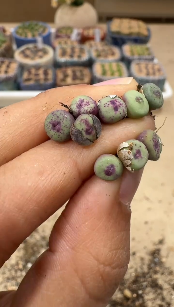 多肉植物肉锥5-65火龙果红嘴一颗
