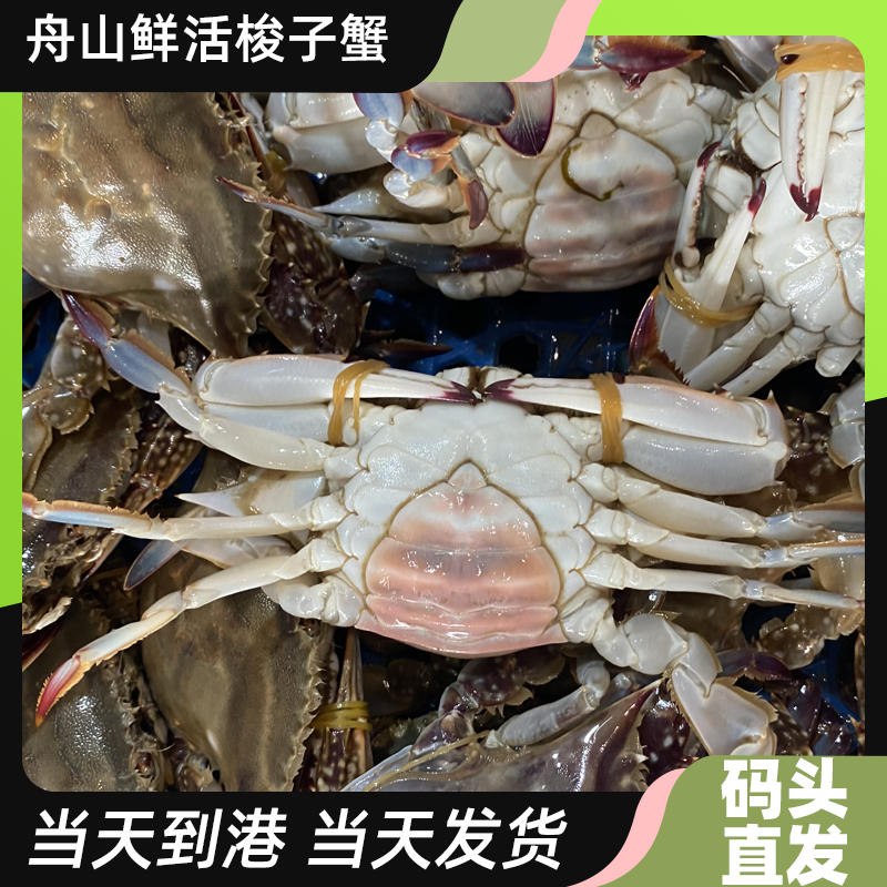 【保鲜不保活】2-5两/只肉母小娘公蟹混搭舟山梭子蟹3斤9-13只起