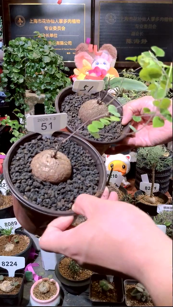 51号0103福利南非龟甲龙买一送一