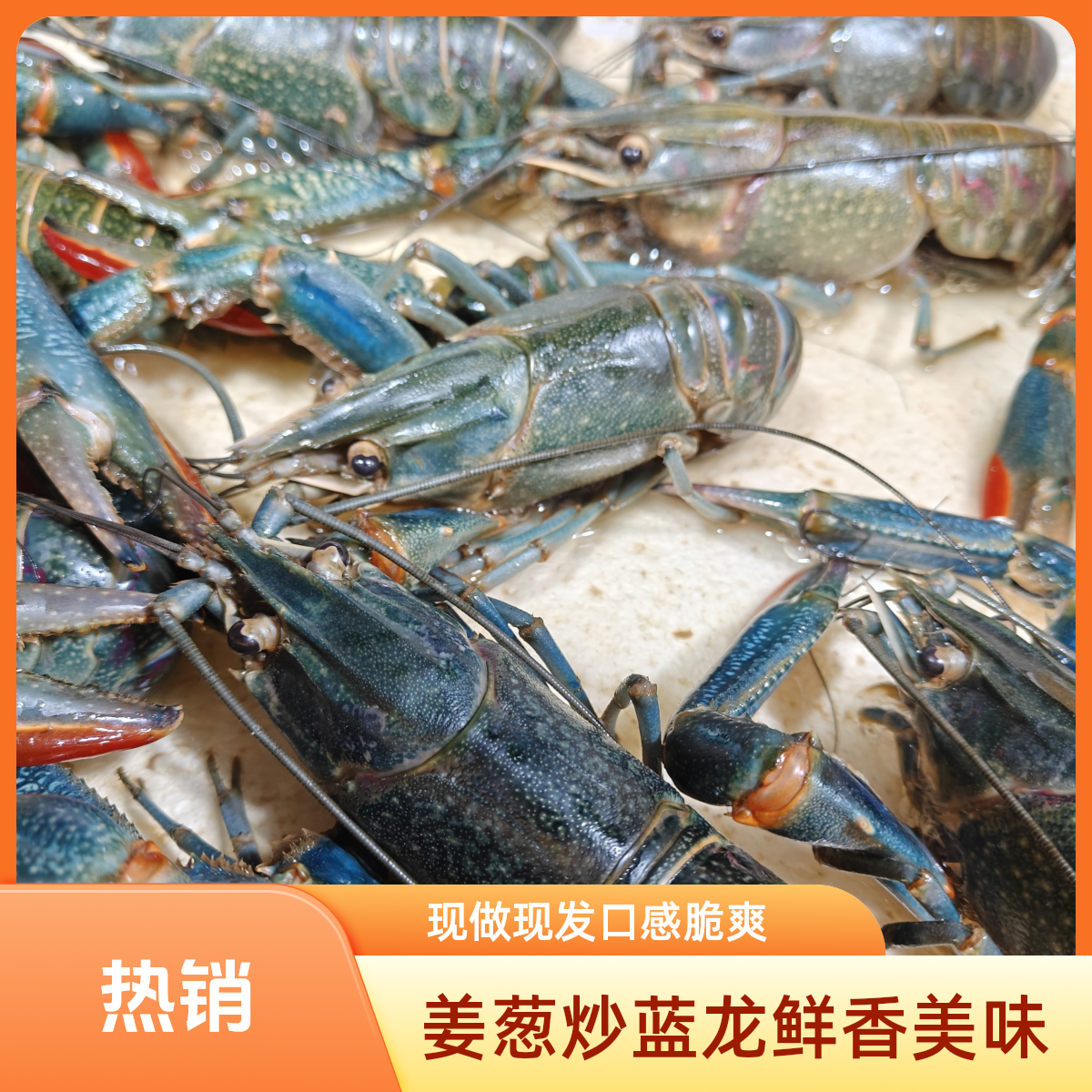 姜葱炒蓝龙500g。现捞现做生猛下锅！
