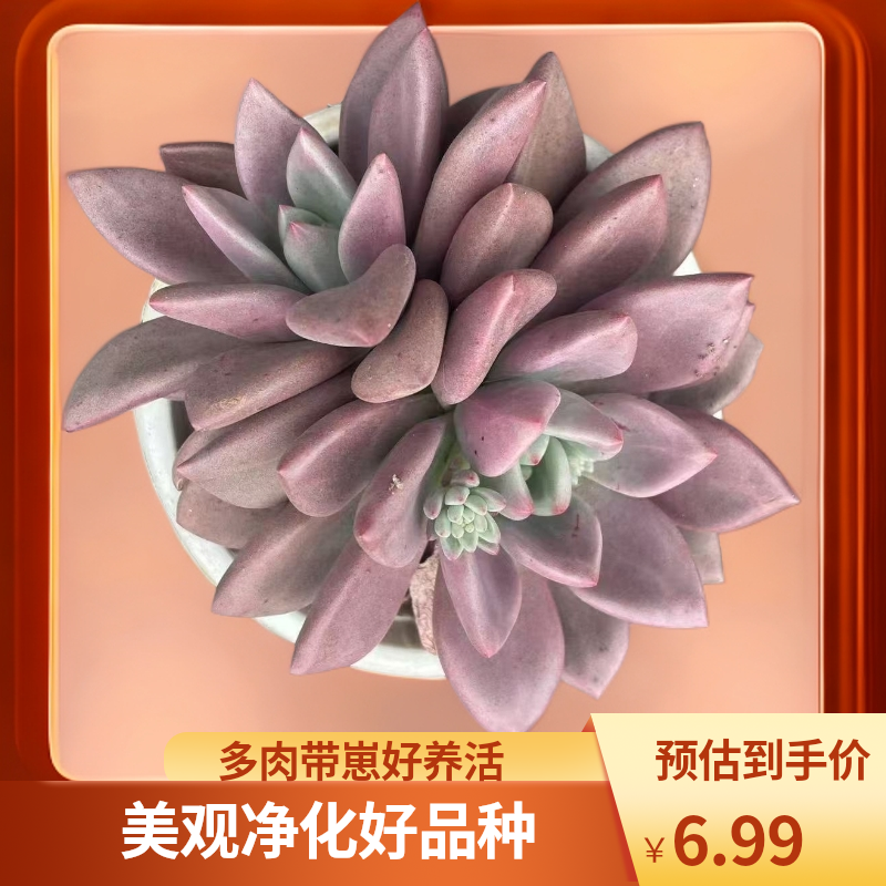 桃花源多肉植物单头带崽新手好养活可净化空气绿植