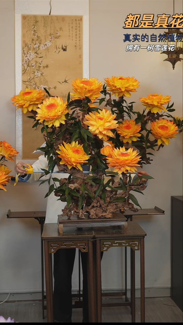 金色满屋红木根艺