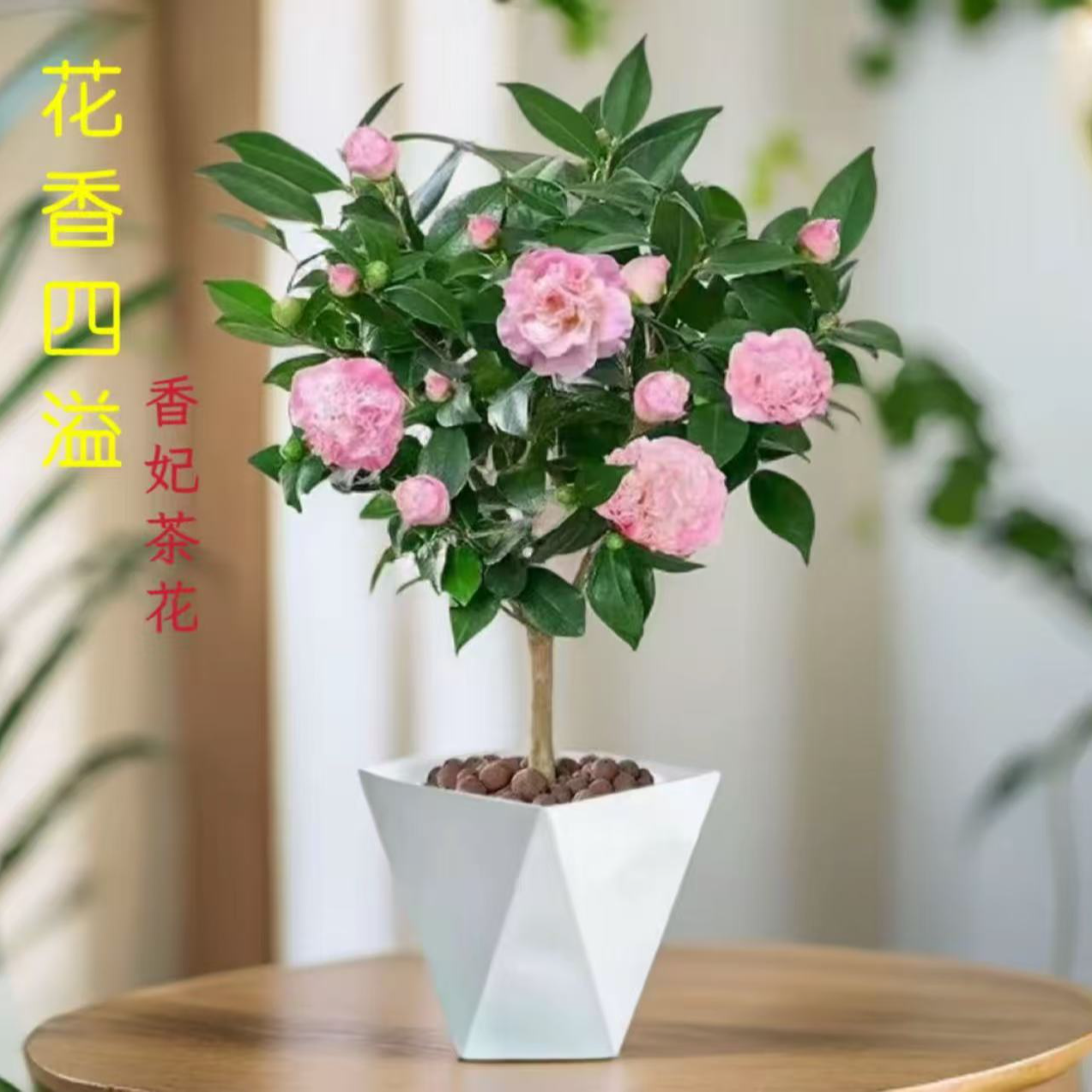 【60-70cm带花苞发货】浓香型香妃茶花苗盆栽室内外好养耐寒耐热1