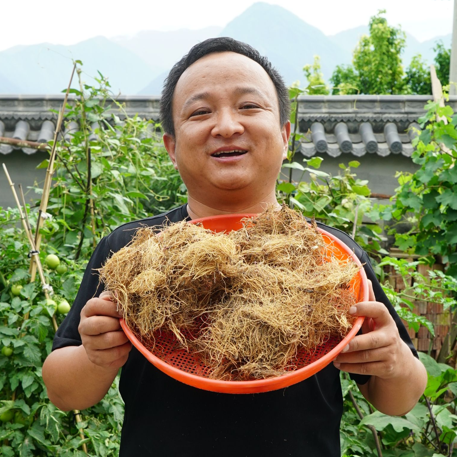 辽细辛 辽宁北细辛纯根种植 甘肃野细辛大山里采挖甘肃南细辛