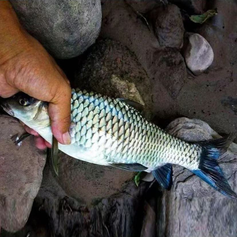 冰鲜现捞    清波   生态养殖