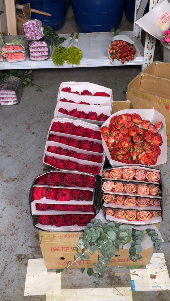 高原红5扎+卡布3扎+巧克力1扎+尤加利