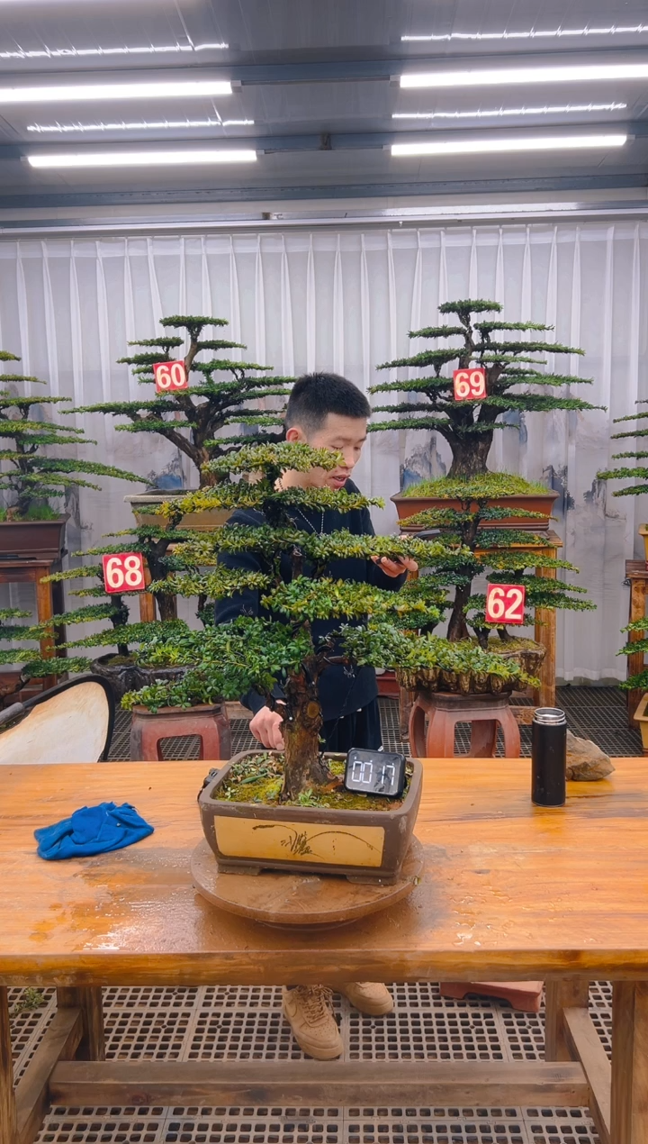 【闪购商品】紫砂精品盆景直播间一物一拍