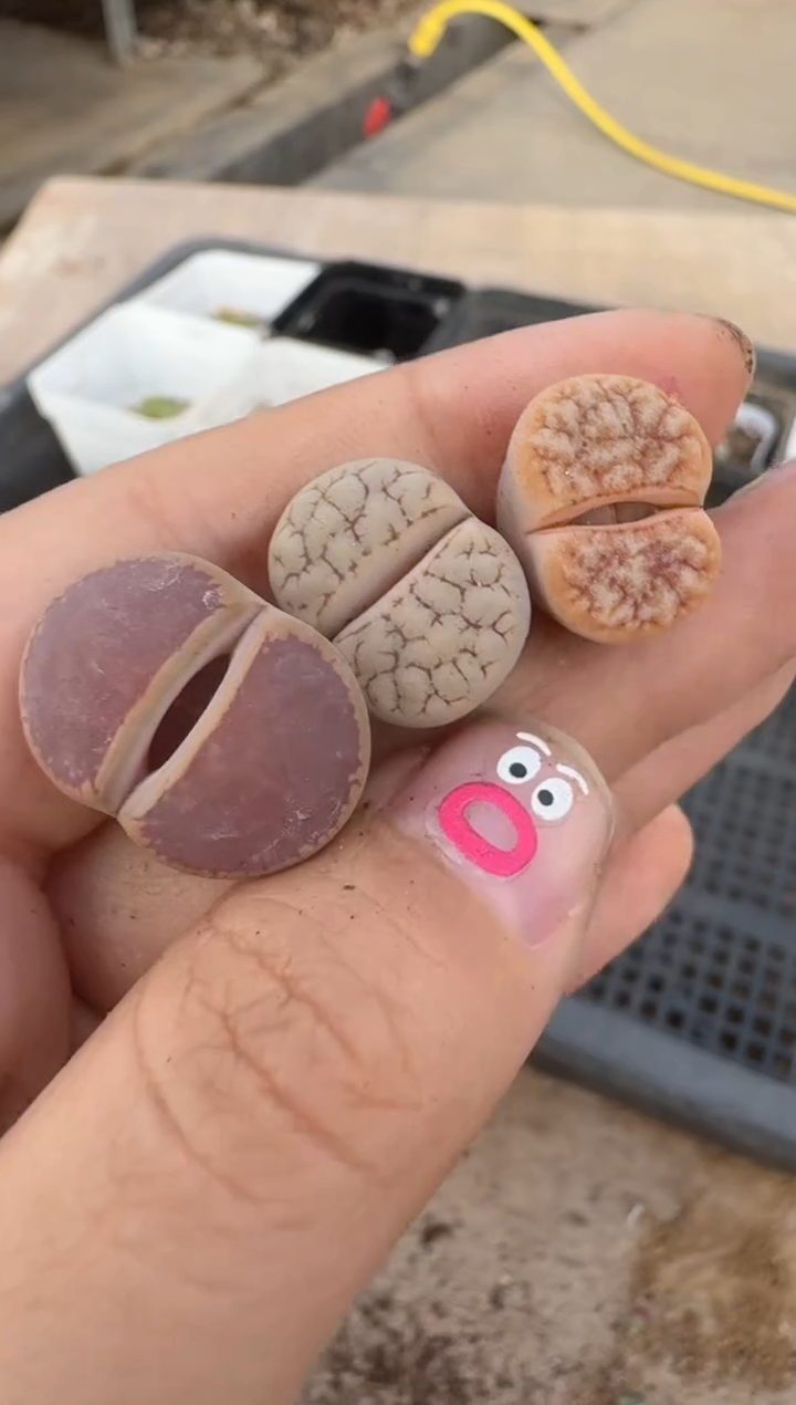 【闪购商品】16-135