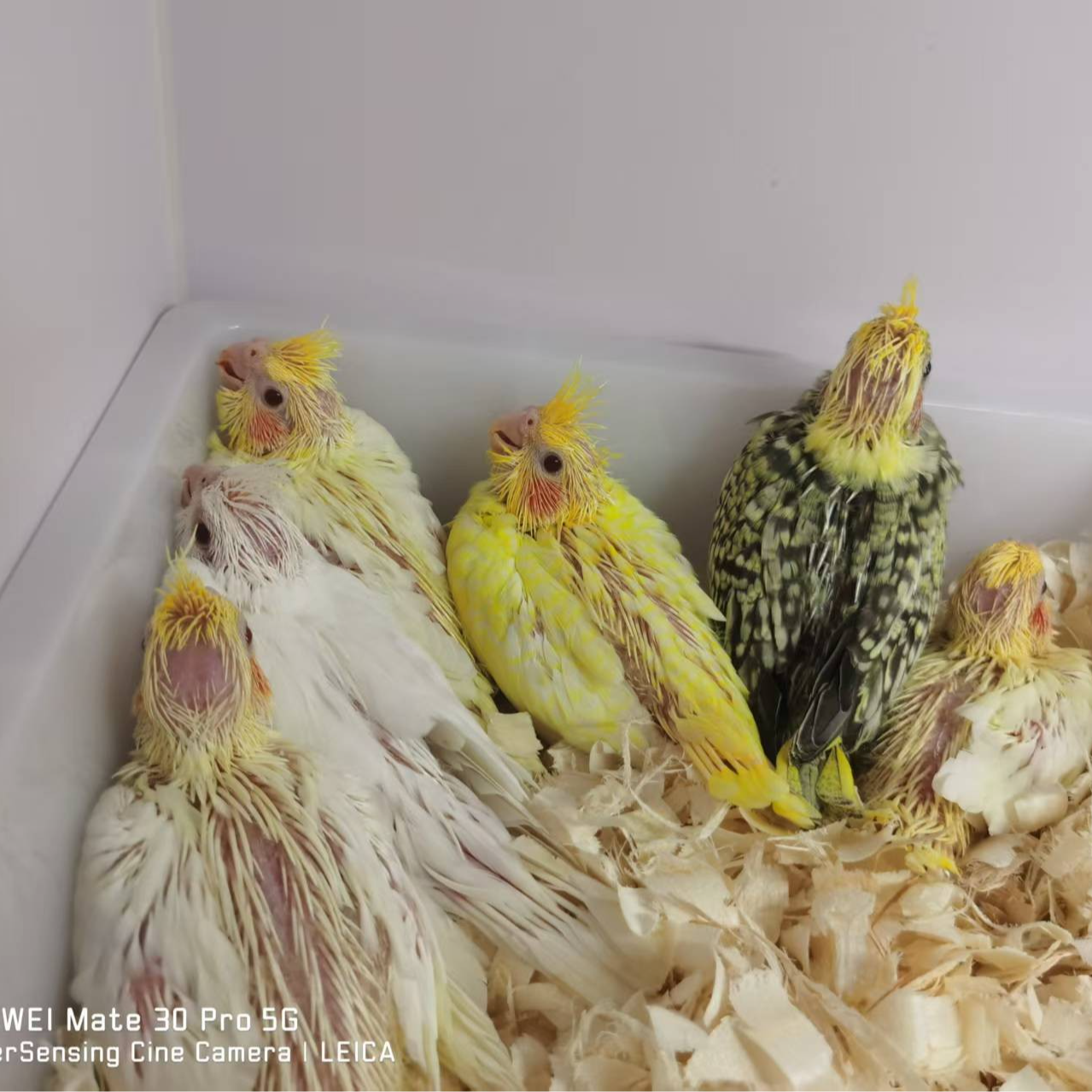 玄凤雏鸟一物一拍包邮包活（签收包48小时伤亡）