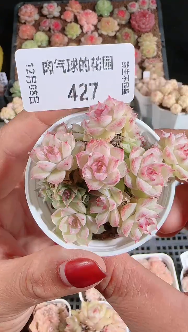 1208-427多肉群生不包整