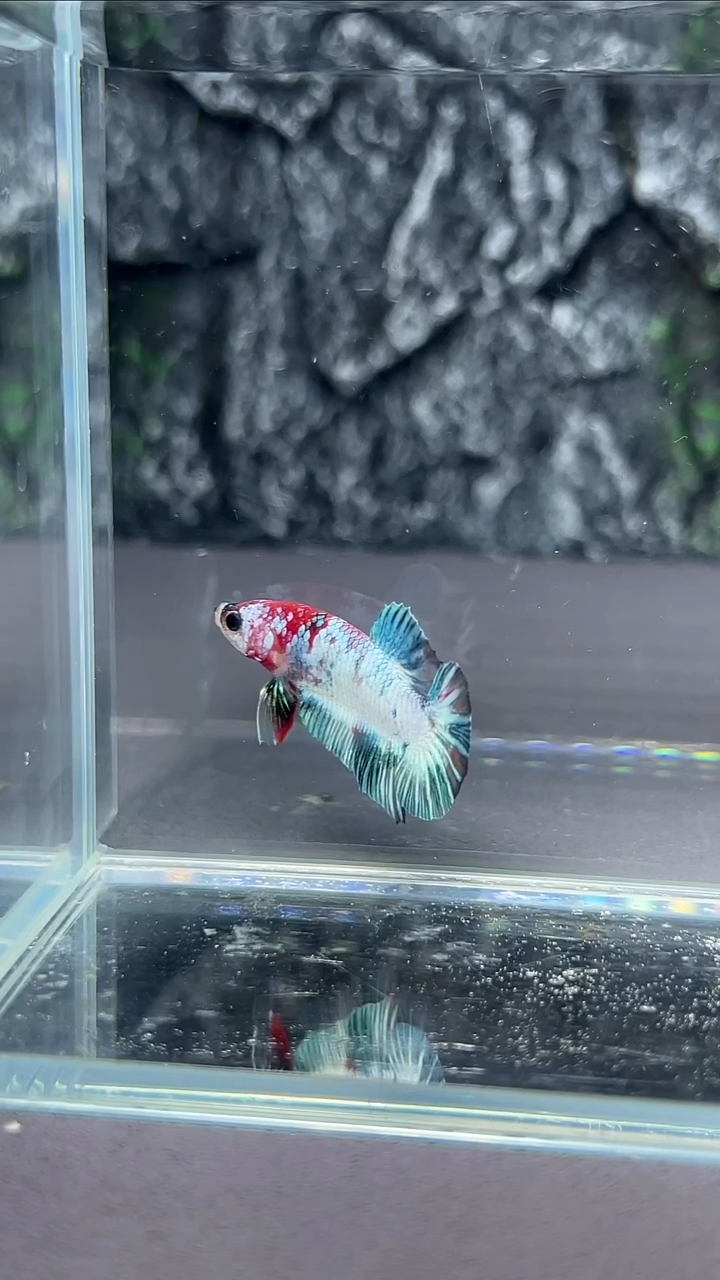 斗鱼竞拍链接A075