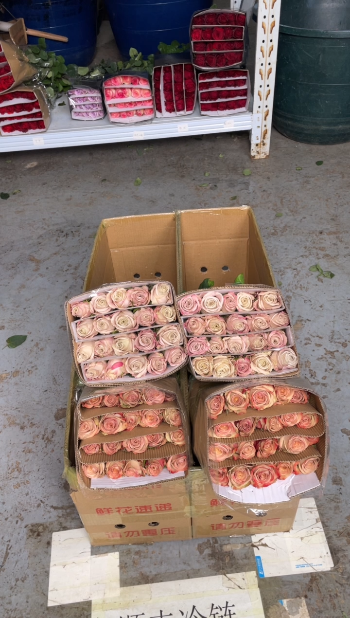 卡布20枝+曼塔20枝