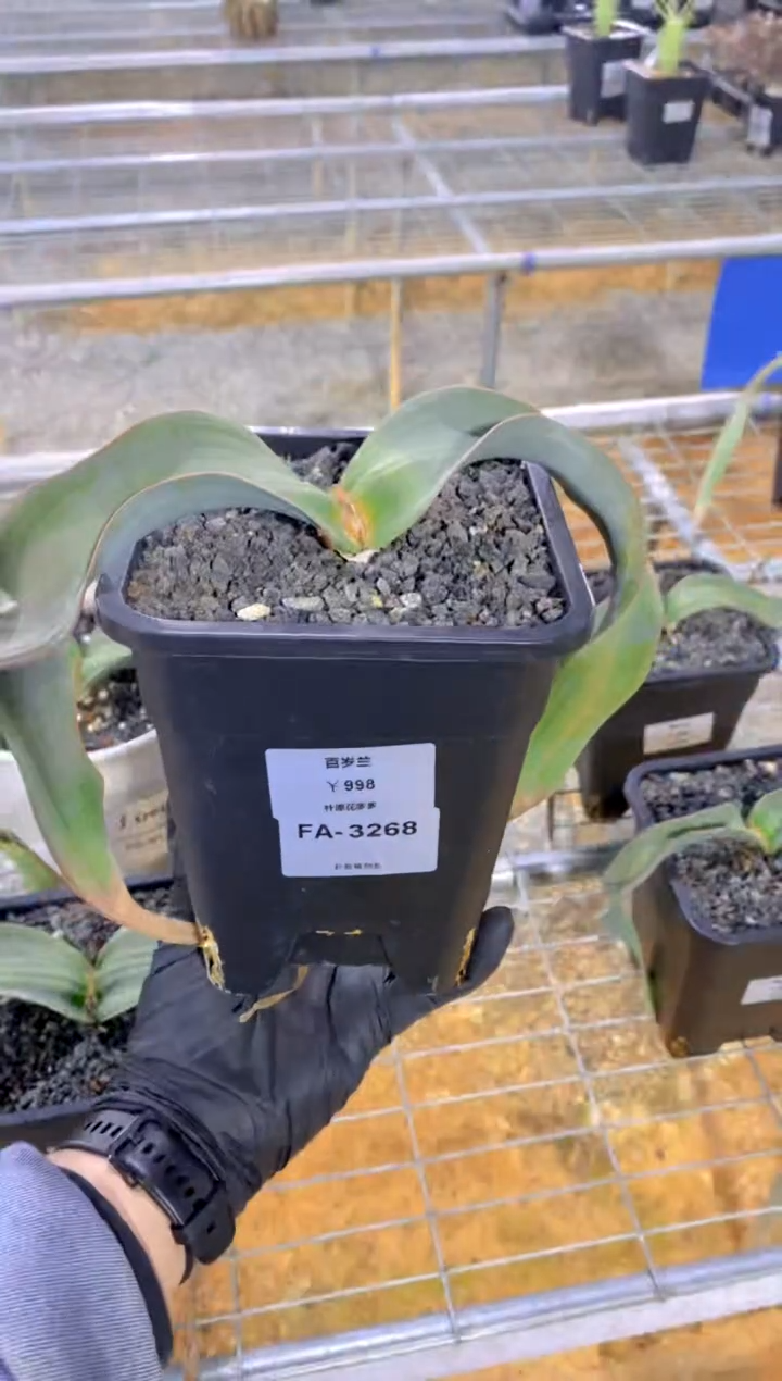 【闪购商品】百岁兰FA-3268