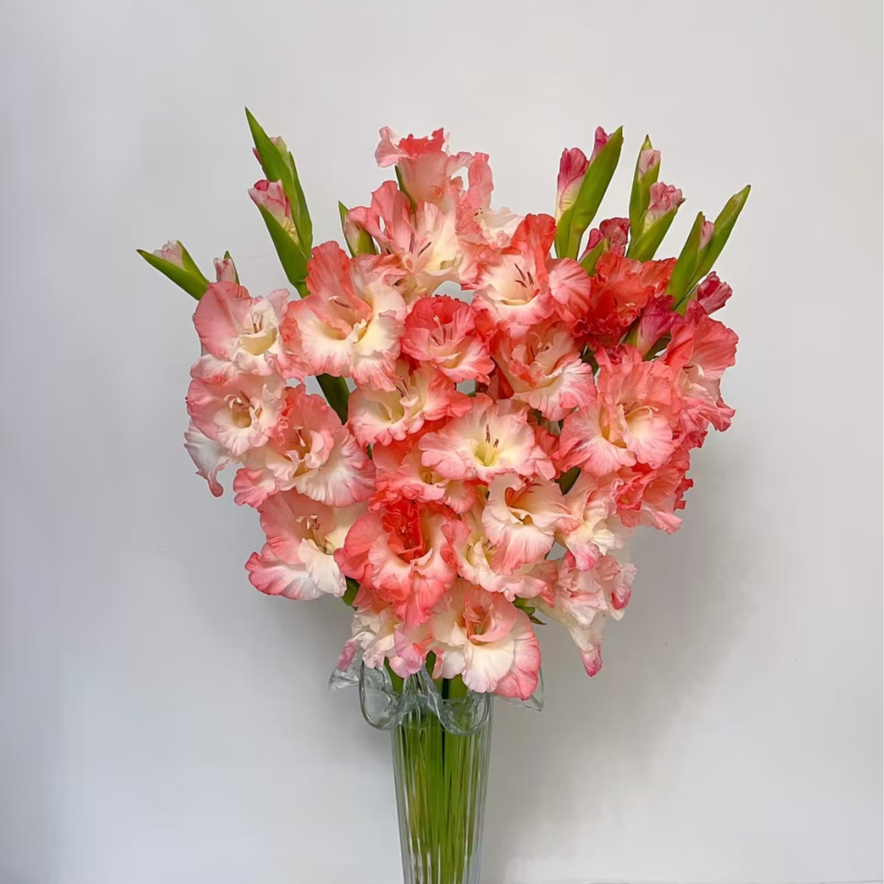  顺顺 草莓蛋糕剑兰10支 云南基地直发  已发货不支持退货