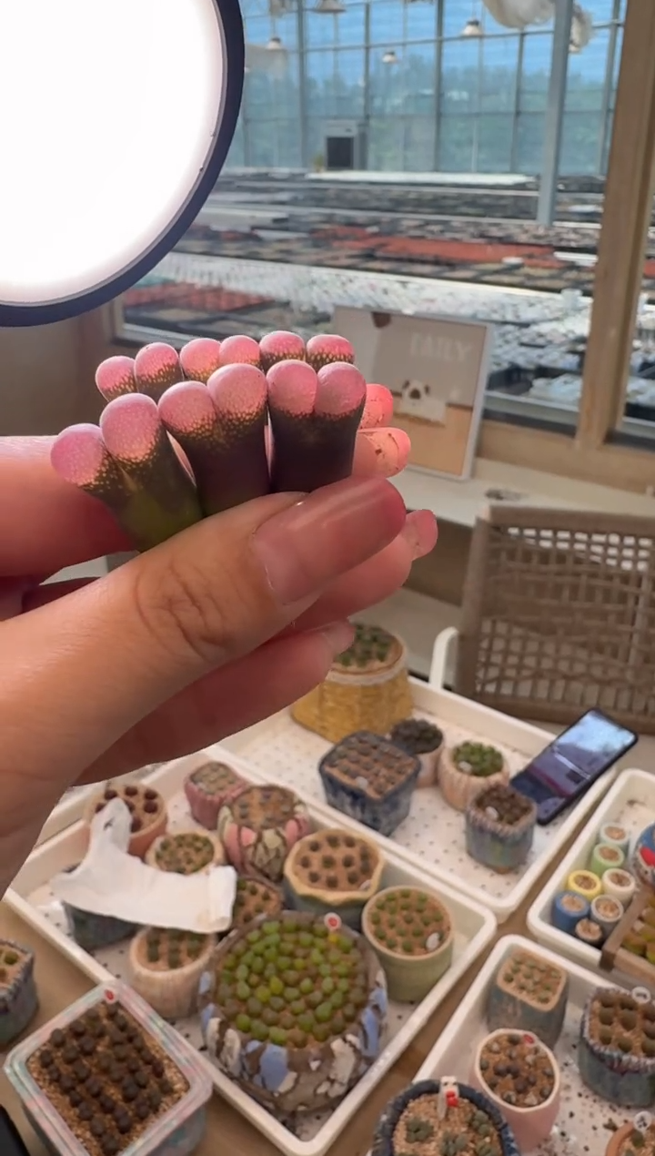 29-65多肉植物肉锥一颗