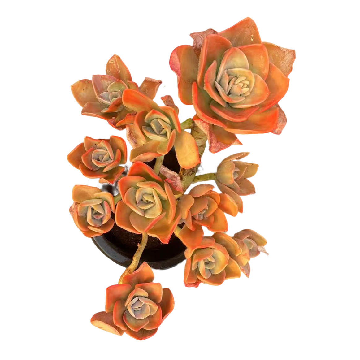 精品多肉【大号贺氏】20-30公分，轻微断枝不售后