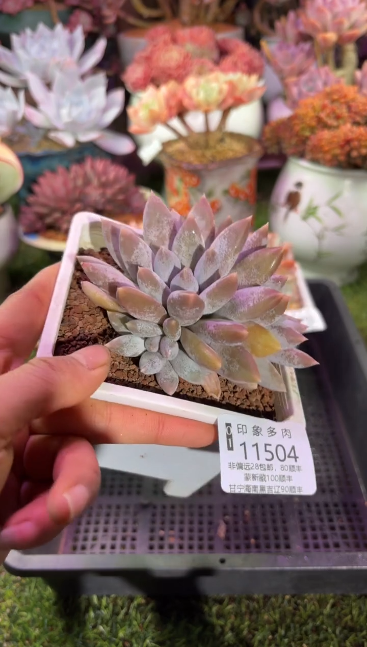 【闪购商品】11504