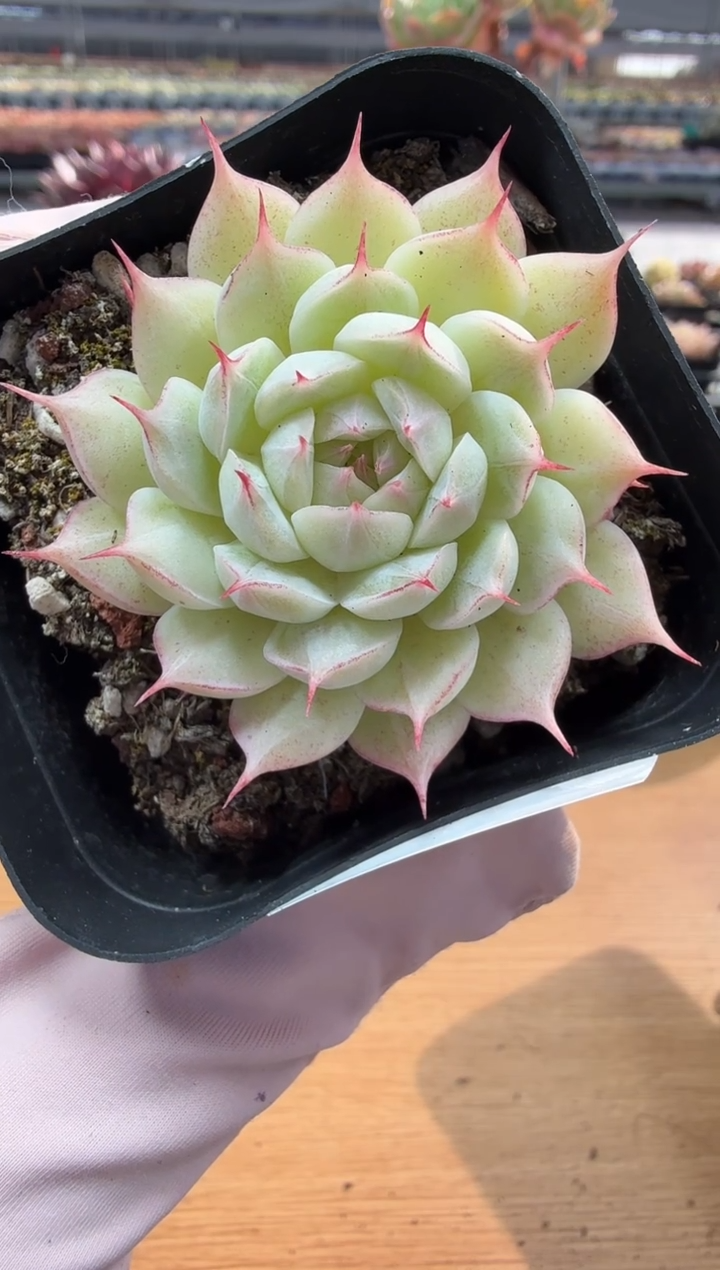 东云多肉园二店-208