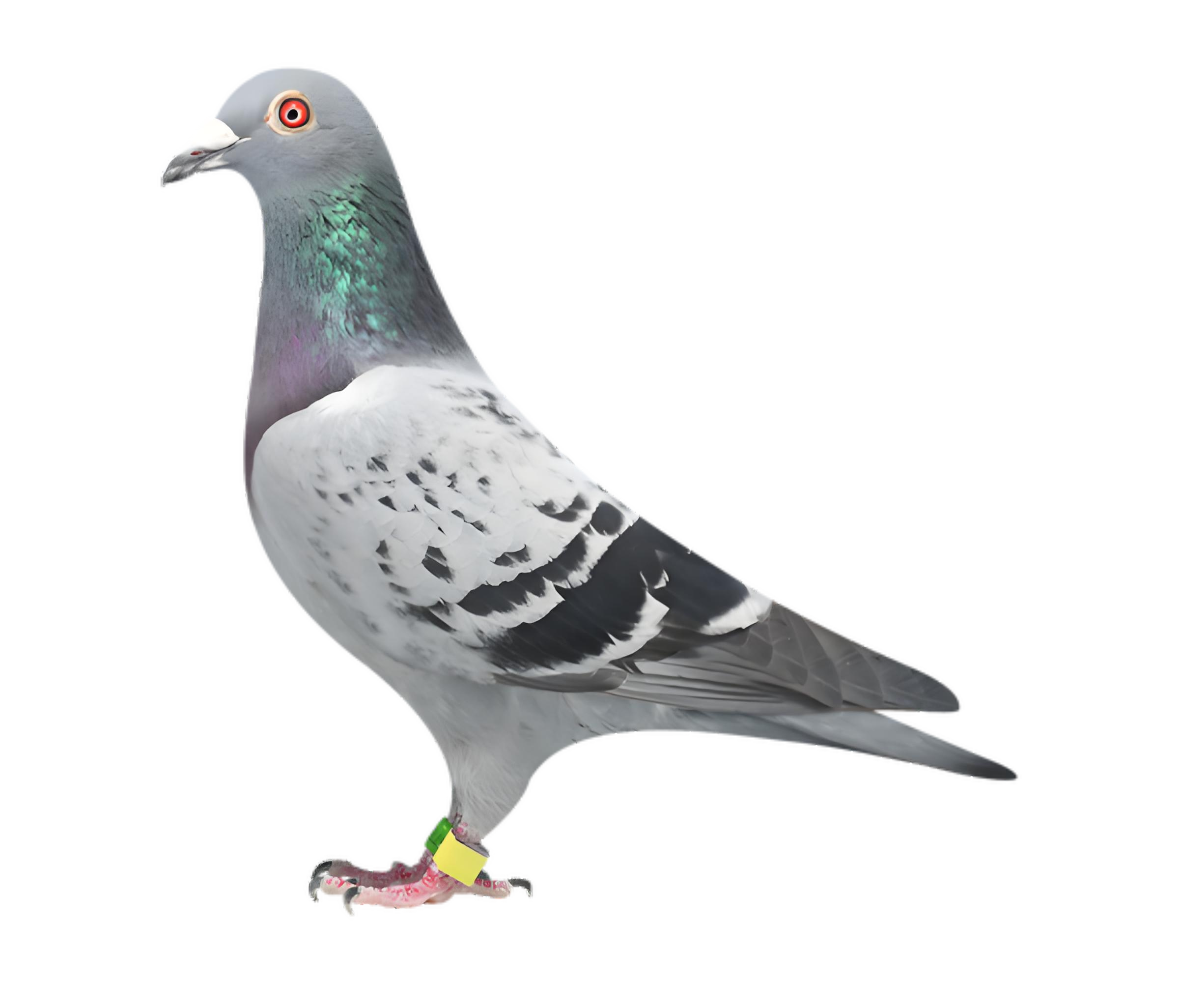 信鸽赛鸽成绩鸽鸽子形象照片艺术照