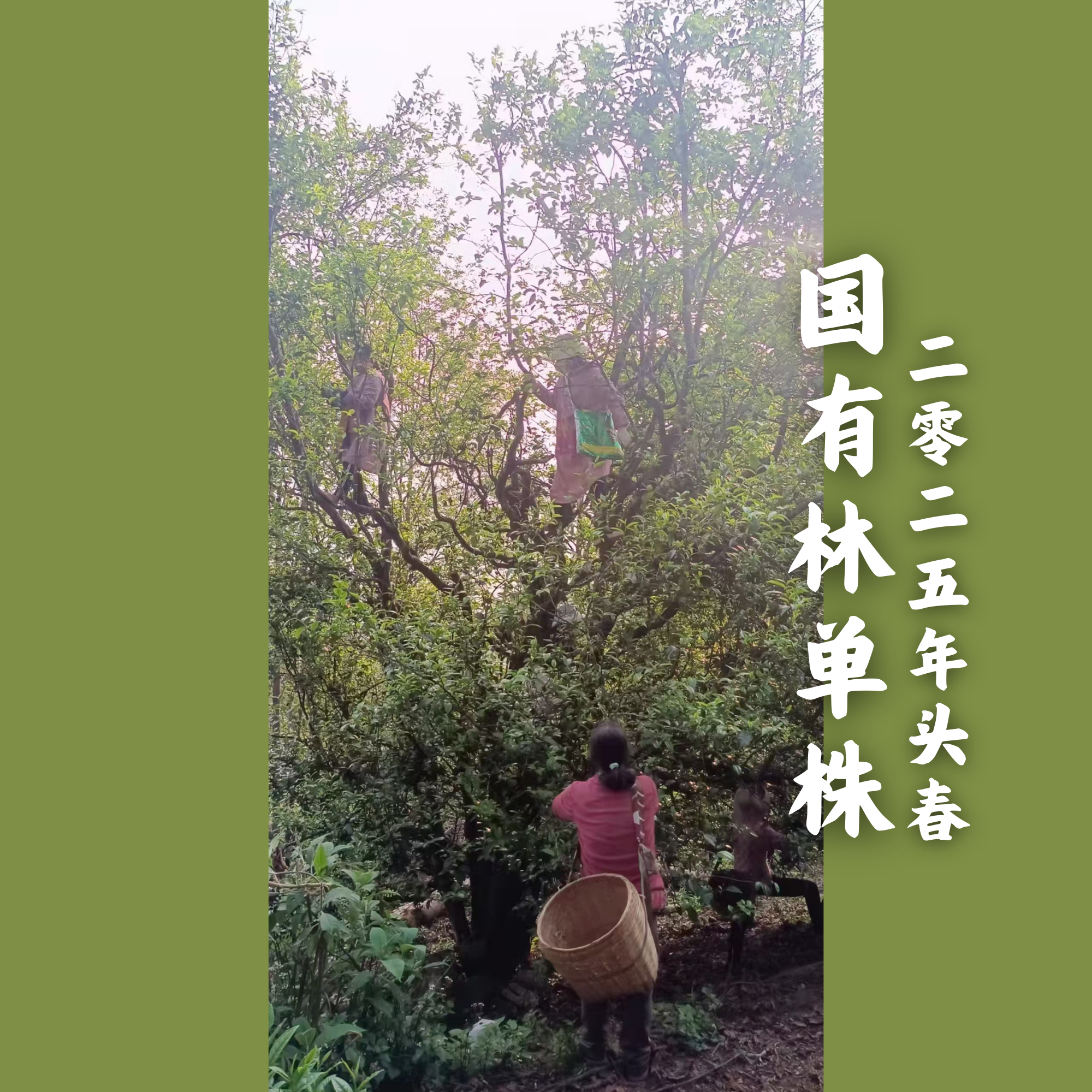 【元旦单株】2025年 国有林单株 头春古树普洱生茶 散茶