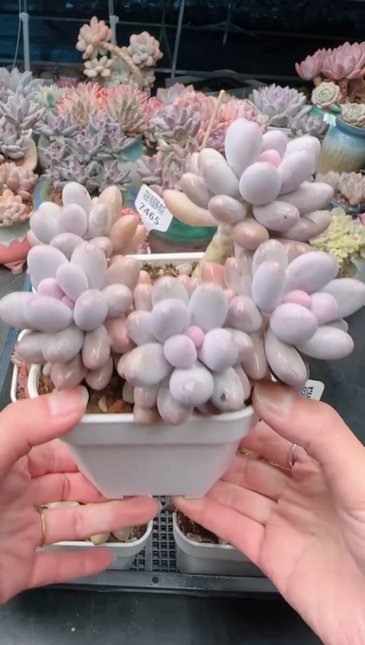 【闪购商品】7466.