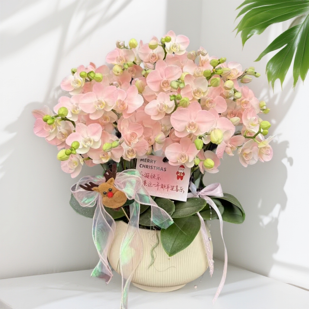  蝴蝶兰《水蜜桃》 小众品种 带香味梦幻色系爆款 特殊工艺植物上色