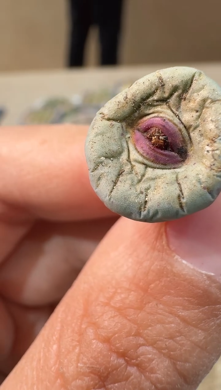 开***家24-120多肉植物肉锥SE