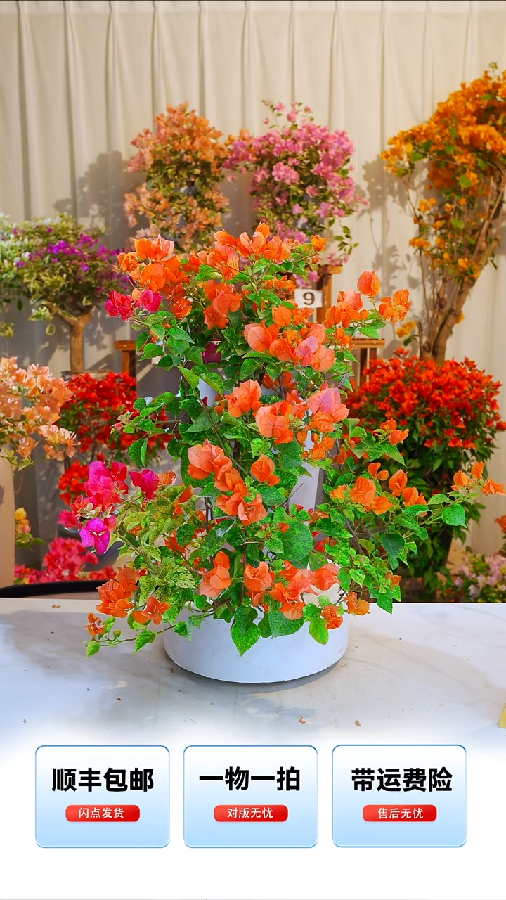 大部分开放少量花苞雪花橙