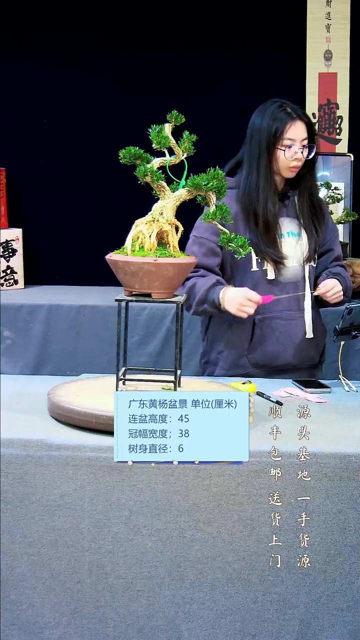 【闪购商品】黄杨盆景黄杨盆景