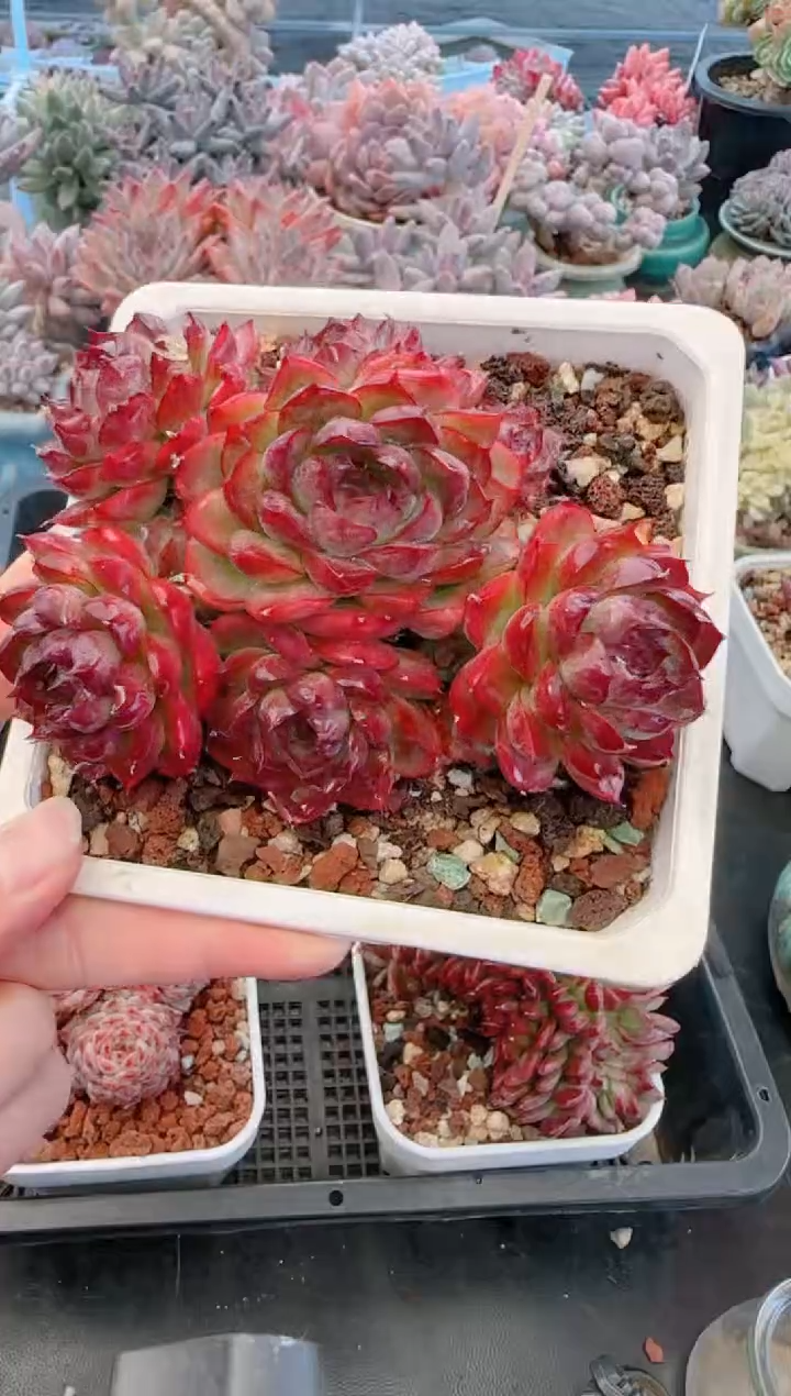 【闪购商品】7962.