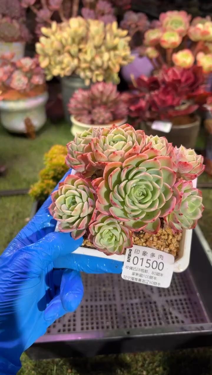 【闪购商品】01500