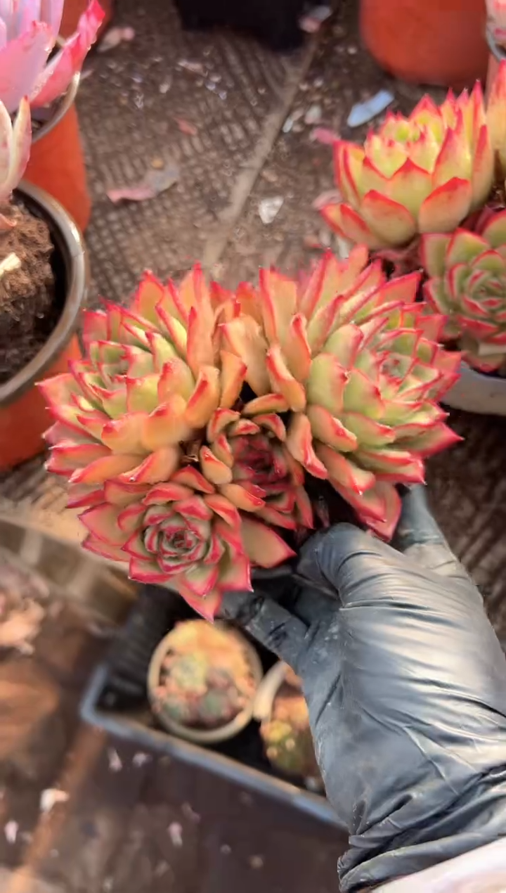 李***面多肉植物一物一拍03271