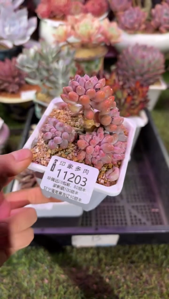 【闪购商品】11203