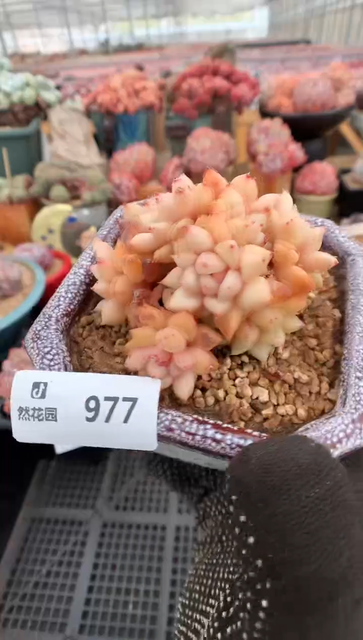 【闪购商品】977象牙一物一拍