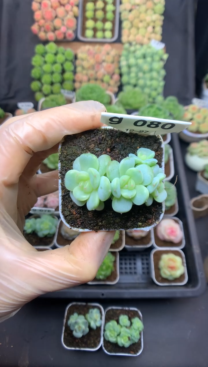 g080 遥遥珍妮群生 可带盆土 69.9