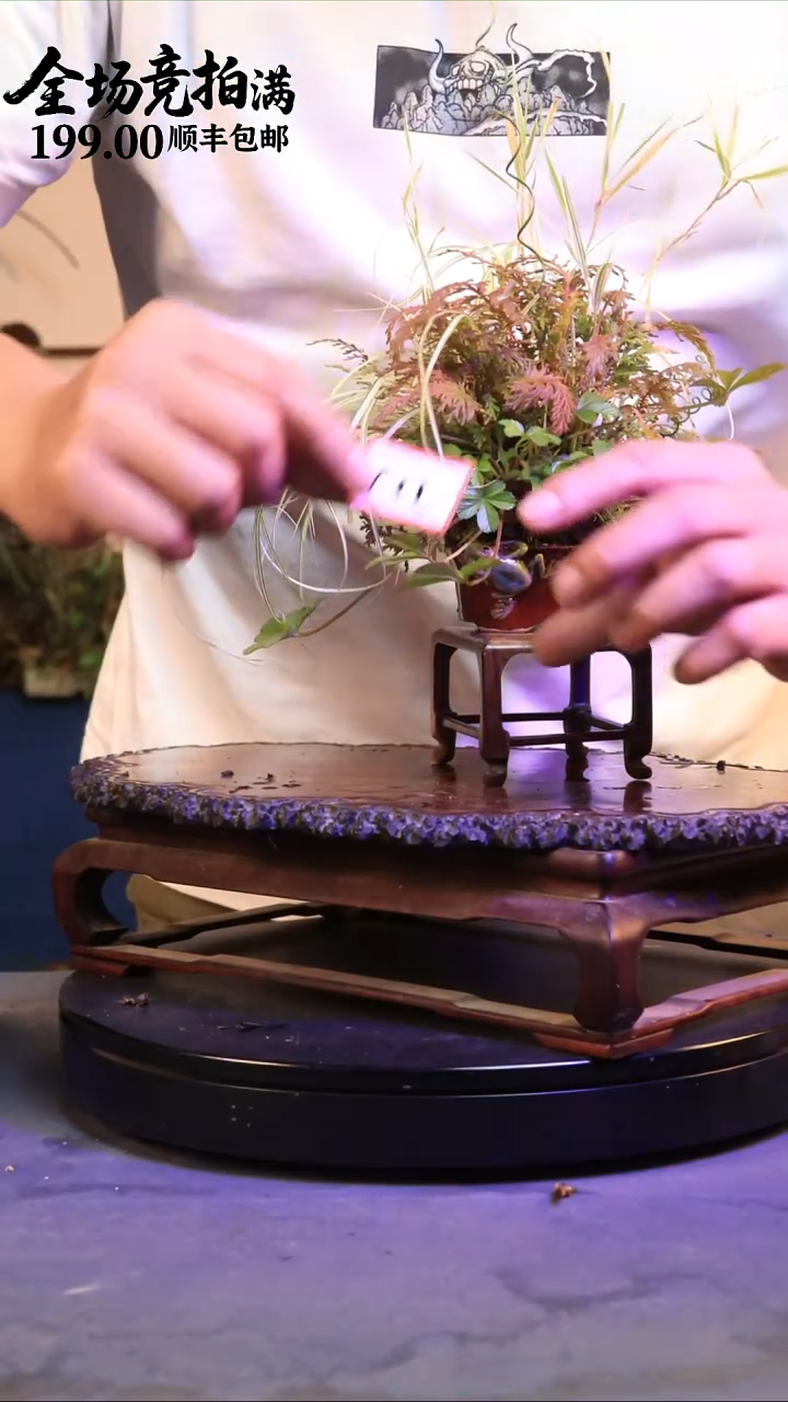 完全开放C12草本植物 顺丰到付