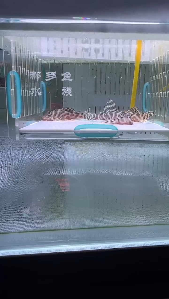 清道夫5不包入缸损21