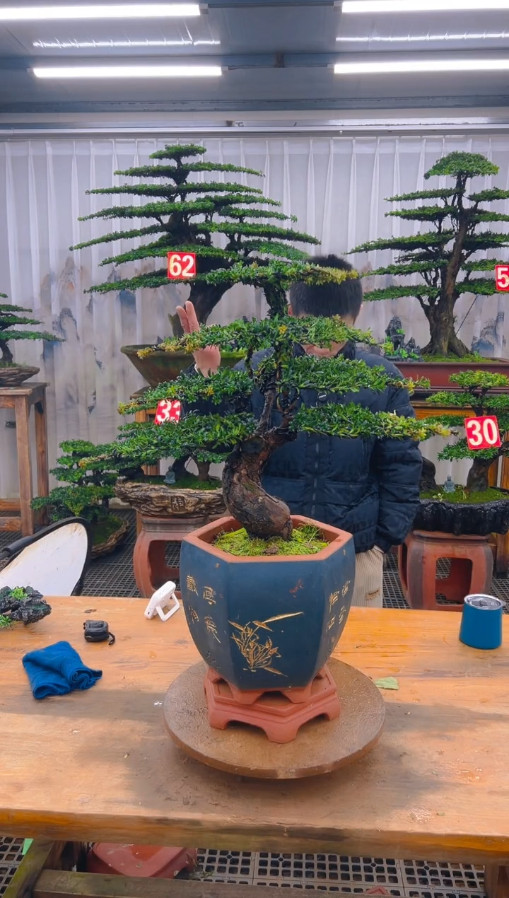 无花朵高*精品盆景直播间一物一拍