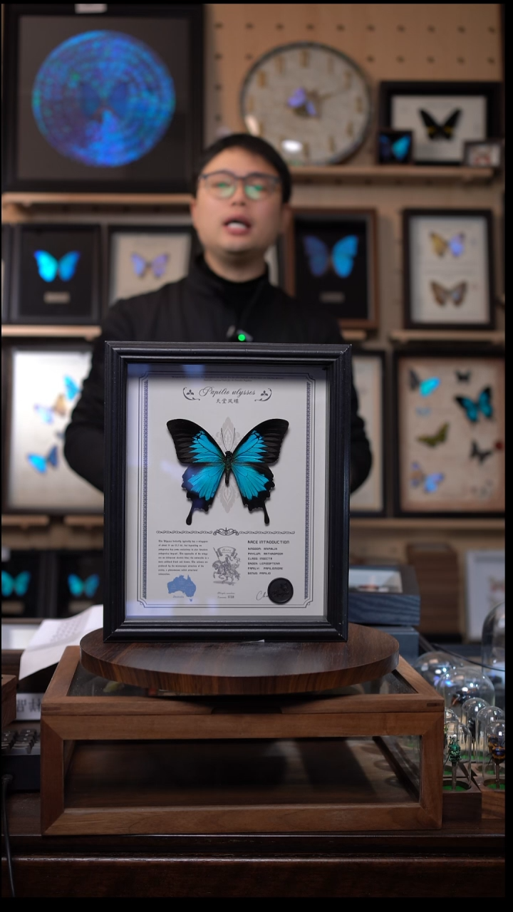 天堂凤蝶虫逢艺术款10寸