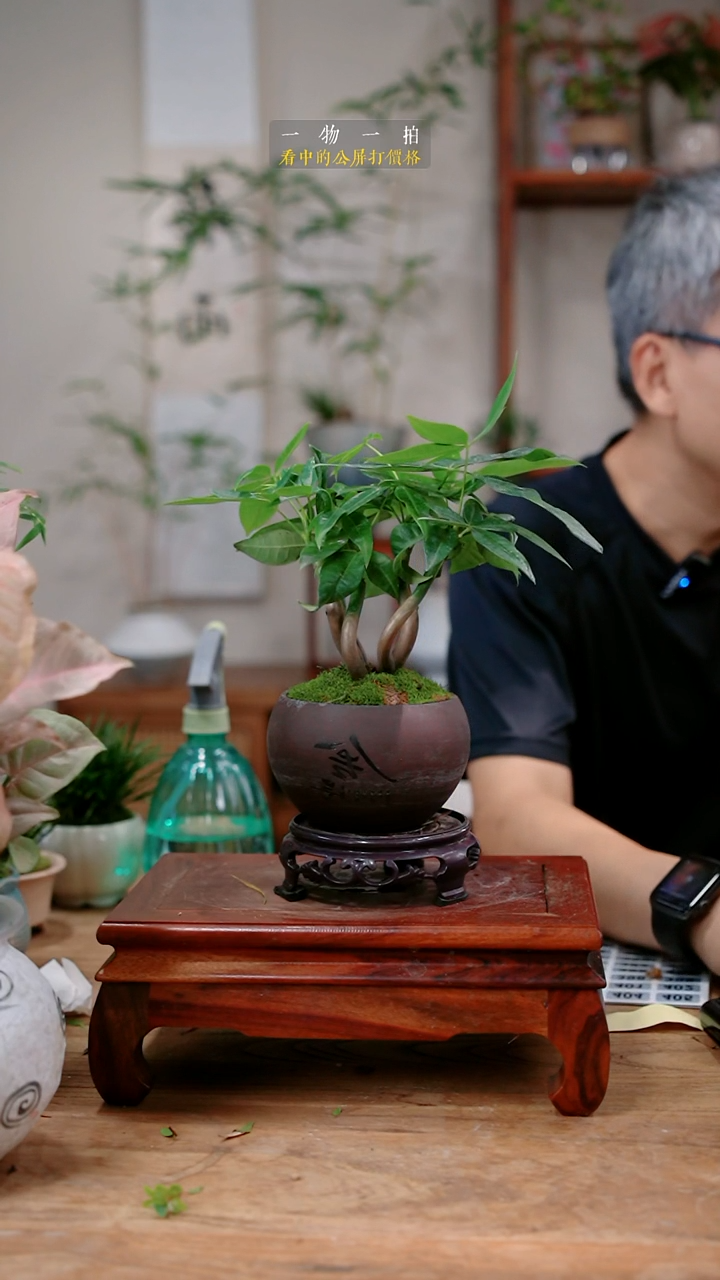 不开花植物焦*发财树374