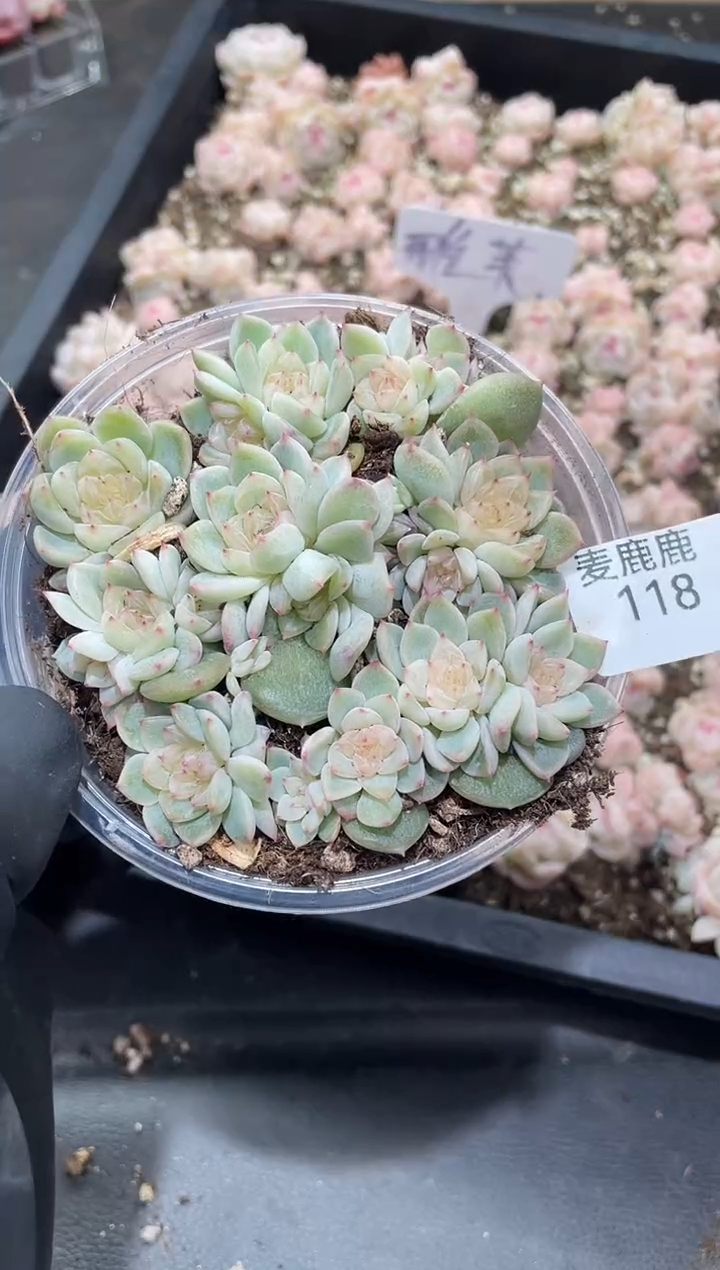 118泼天富贵      量拍